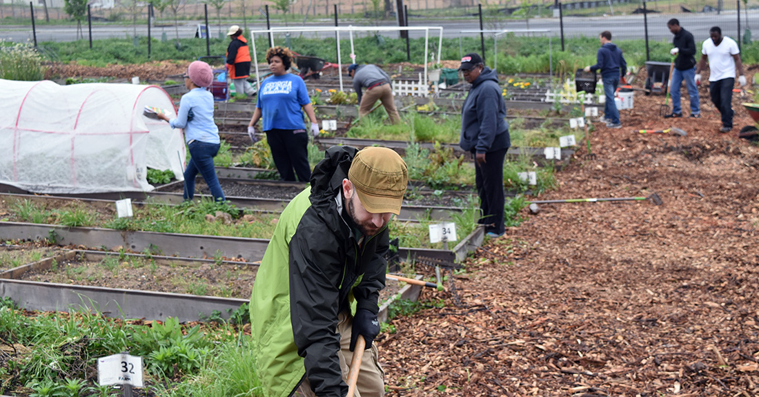 People working in a garden