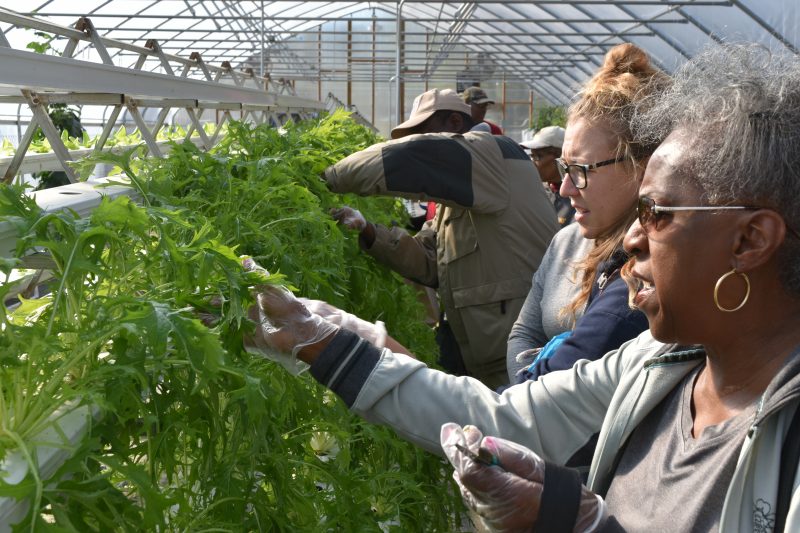 URban Food Hub Participants