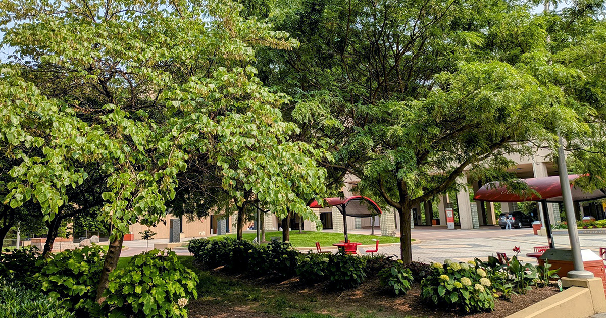 Trees on the UDC Van Ness Campus
