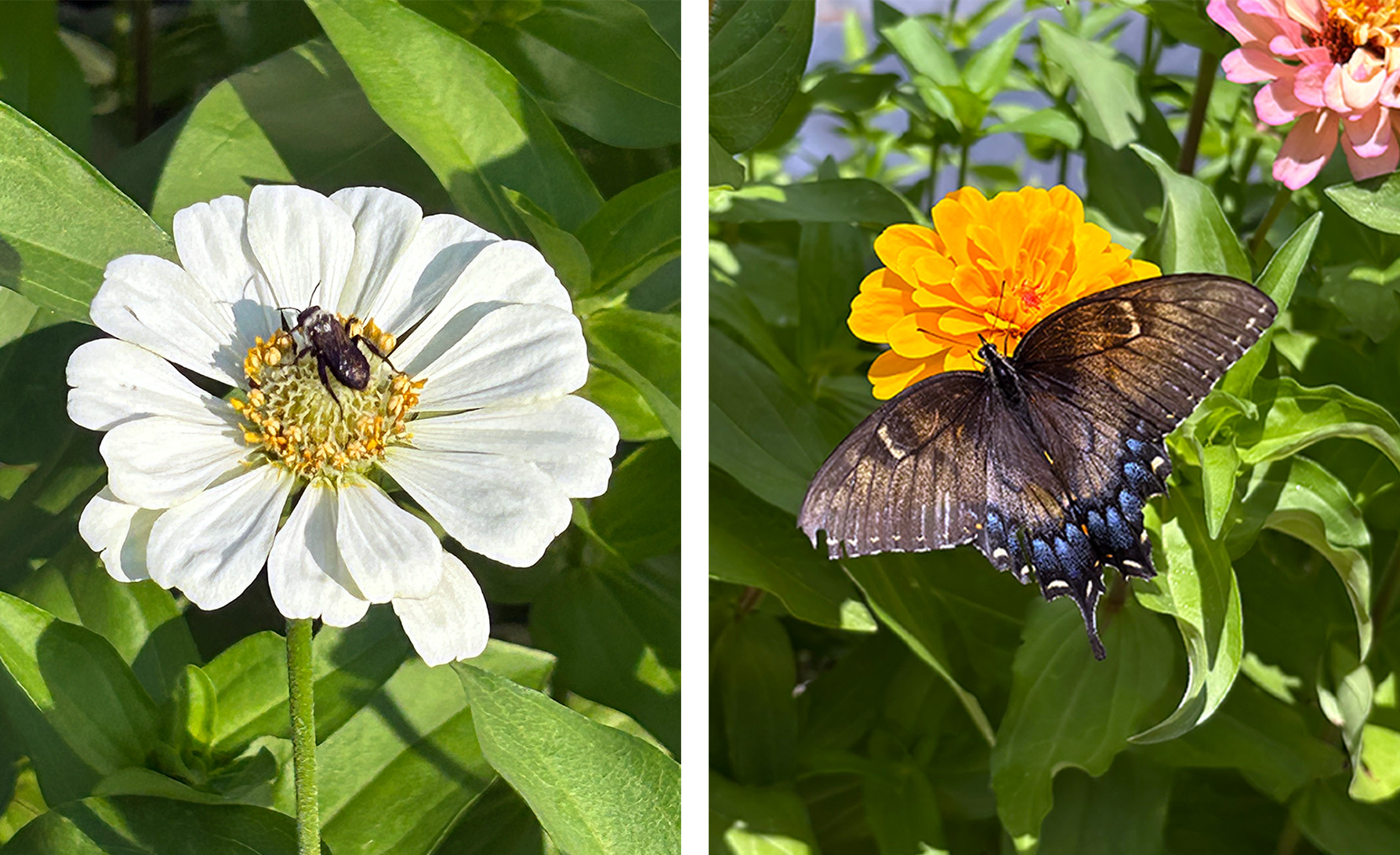 Side-by-side close-ups of pollinators on garden flowers: a small beetle on a white bloom and a dark butterfly on a bright yellow flower amid green leaves.