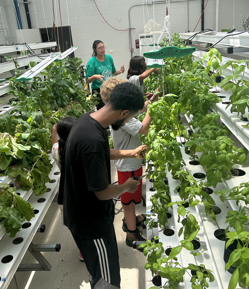 Students and an instructor examine leafy herbs and vegetables growing in an indoor hydroponic lab with overhead grow lights.