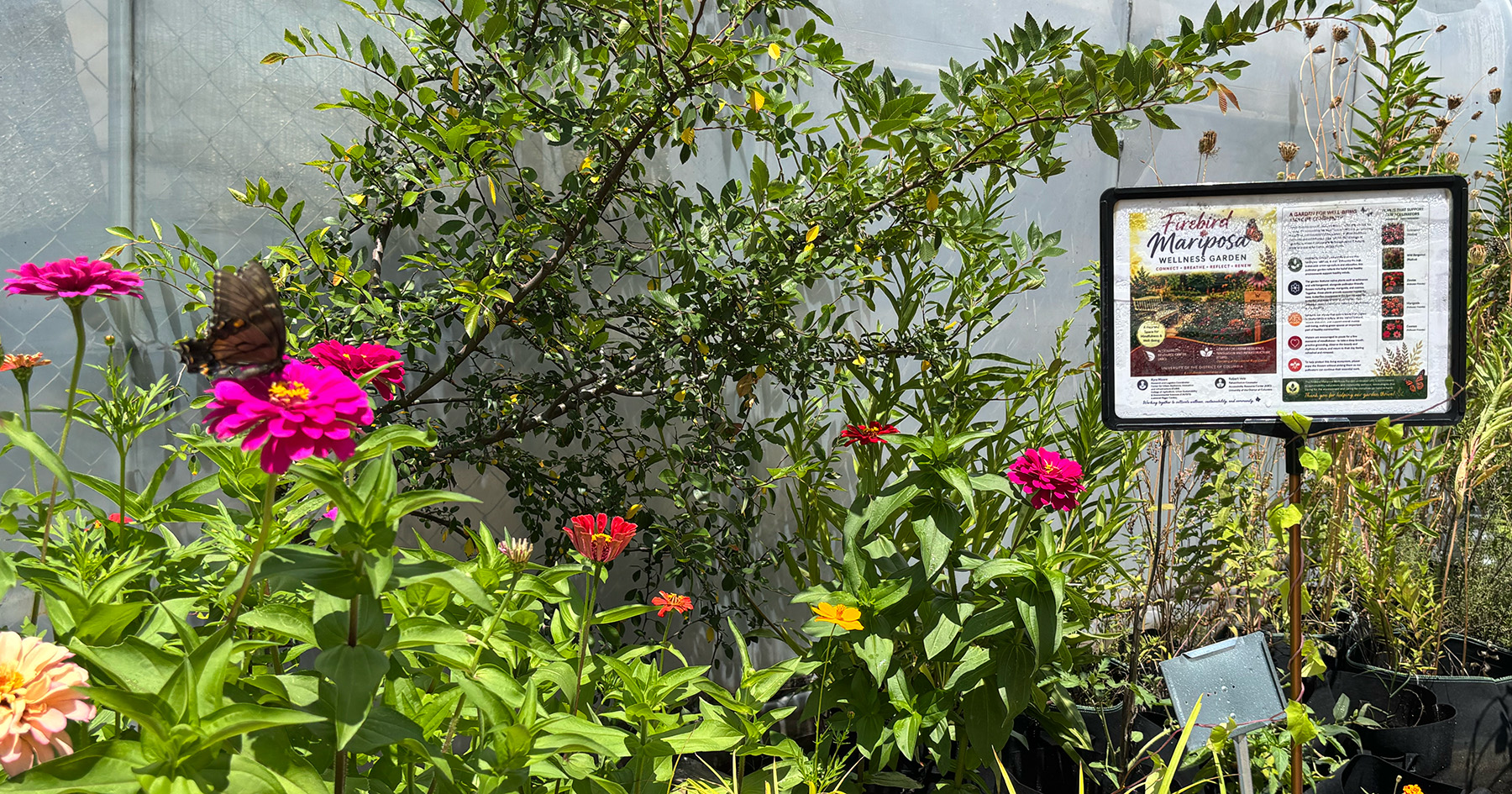 The Firebird Mariposa Wellness Garden with a butterfly sitting on a flower.