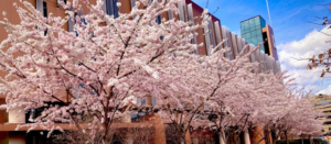 Cherry Blossom trees in front of Student Center on Connecticut Ave