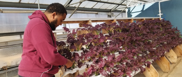 UDC student Jason Sierra cultivates plants in the greenhouse at the University’s Firebird Research Farm in Beltsville, Maryland.